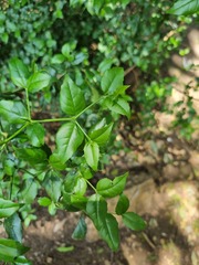 Cassinopsis ilicifolia