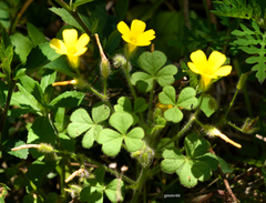 Oxalis niederleinii