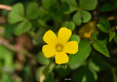 Oxalis niederleinii
