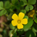 Oxalis niederleinii - Photo (c) Guillermo Menéndez, some rights reserved (CC BY-NC), uploaded by Guillermo Menéndez