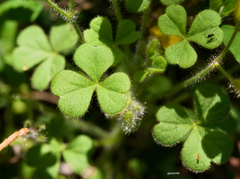 Oxalis niederleinii