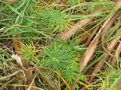Euphorbia cyparissias