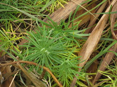 Euphorbia cyparissias