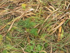 Euphorbia cyparissias