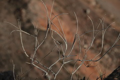 Glaucium corniculatum