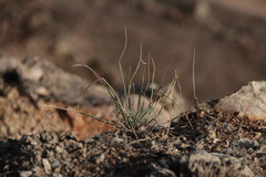 Asphodeline