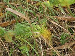 Euphorbia cyparissias