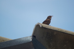 Troglodytes aedon