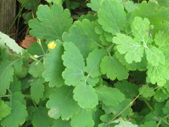 Chelidonium majus