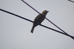 Thraupis palmarum