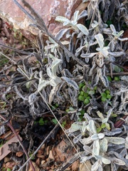 Sideritis catillaris