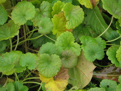Glechoma hederacea