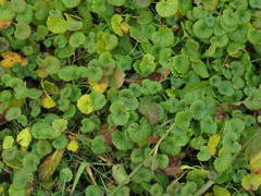 Glechoma hederacea
