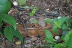 Cissia phronius