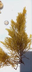 Gongolaria