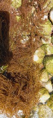 Gongolaria