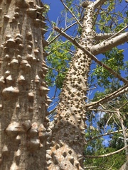 Ceiba schottii