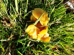 Hygrocybe quieta