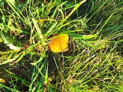 Hygrocybe quieta
