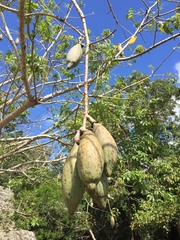 Ceiba schottii