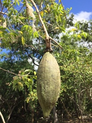 Ceiba schottii