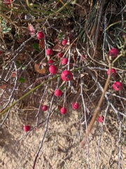 Cotoneaster integerrimus