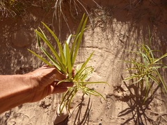 Asclepias labriformis