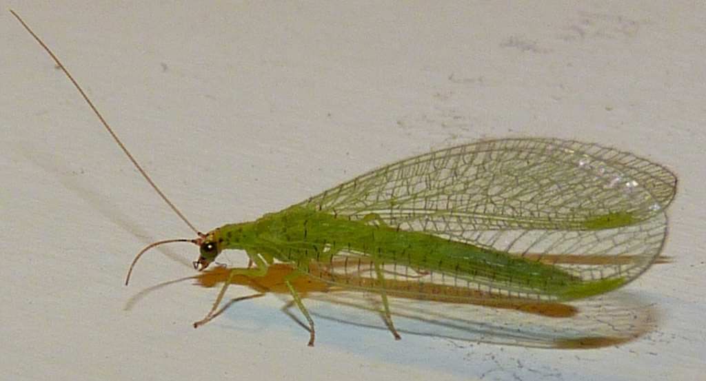 Chrysopa oculata ( Other Insects - rare Community BioBlitz 2017 ...