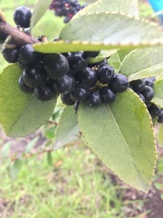 Xylosma spiculifera