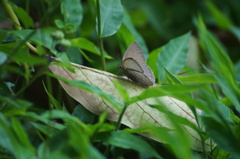Cissia phronius