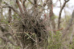 Tillandsia baileyi
