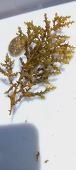 Ericaria selaginoides