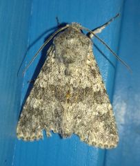 Polymixis rufocincta