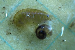 Fluminicola seminalis