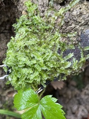 Chiloscyphus pallescens