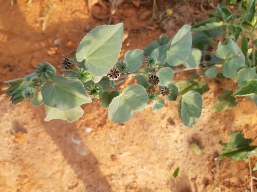 sweet Indian Mallow