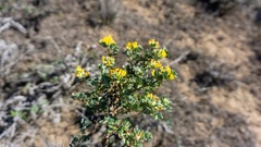 Acmispon dendroideus dendroideus