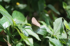 Cissia phronius