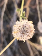 Dalea aurea