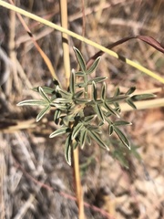 Dalea aurea