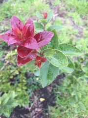 Xylosma spiculifera
