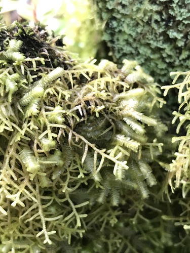 Bazzania peruviana