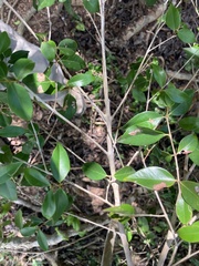 Eugenia biflora