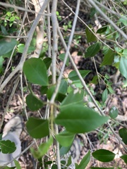 Eugenia biflora