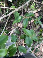 Eugenia biflora
