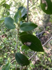 Eugenia biflora