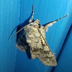 Polymixis rufocincta