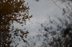 Branta hutchinsii