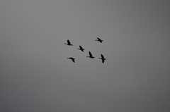 Branta hutchinsii