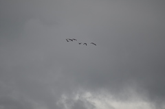 Branta hutchinsii